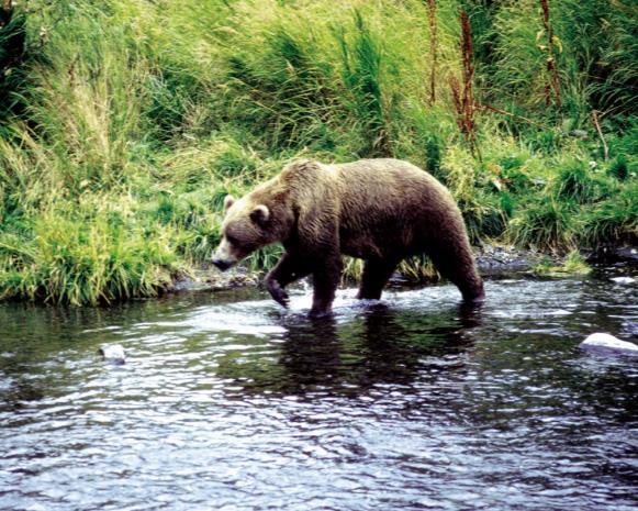 Kodiak a s místy nerozlučně spjatými