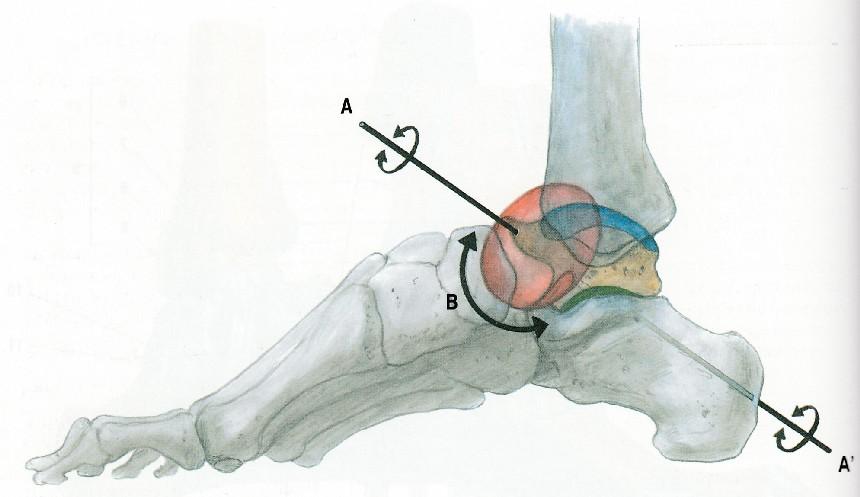 kloub jištěn v relativně stabilní poloze (Dylevský, 2009). Označení pohybů v hlezenním kloubu je nejednotné. Pohyby v sagitální rovině jsou označovány jako flexe a extenze.