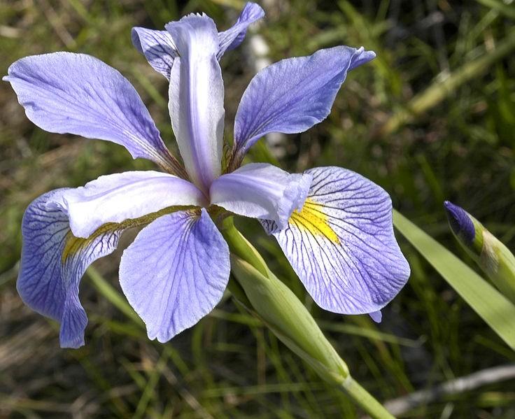 Příklad 1 Iris flower dataset R. A.