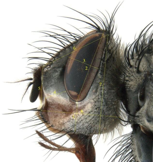 (2013), Diptera: Tachinidae parazitoidi