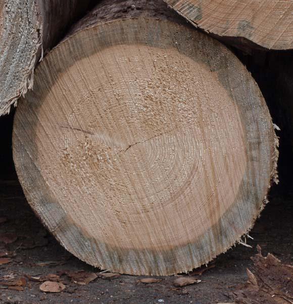 Nezpůsobují rozklad dřevní hmoty či jiné poškození dřeva, vyjma poklesu 5 10 % rázové houževnatosti prvku v ohybu [1].