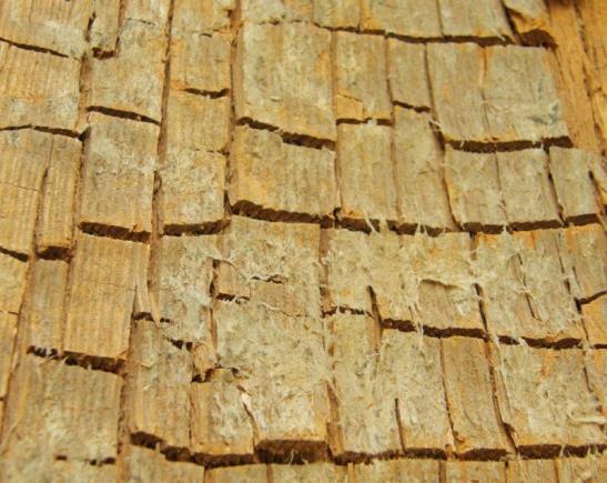 Literární rešerše Dřevomorka domácí způsobuje klasickou hnědou hnilobu a dřevo, které degraduje, se rozpadá do kostek poměrně větších formátů (Obrázek 9) [17] [25].