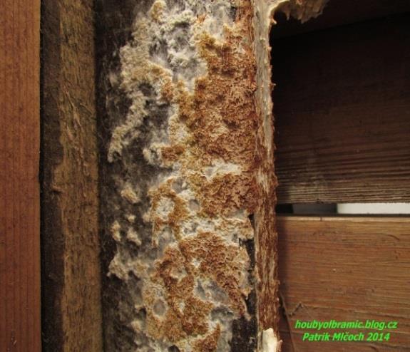 Literární rešerše často vyskytují obě houby pohromadě [3]. Postupem degradace dřeva dochází k rozpadu prvku na menší kostkové útvary, které se mohou rozmělnit na prach [25].
