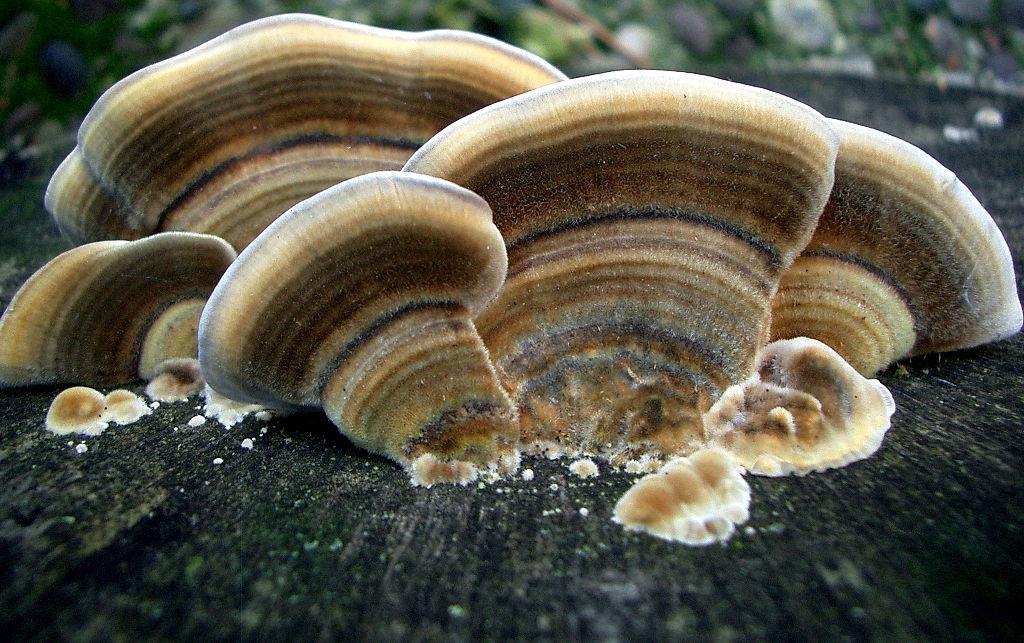 Literární rešerše 3.1.4.5 Outkovka pestrá (Trametes versicolor (L.) Lloyd) Outkovka pestrá je ligninovorní houba napadající bělovou i jádrovou část listnatých a výjimečně i jehličnatých dřevin.