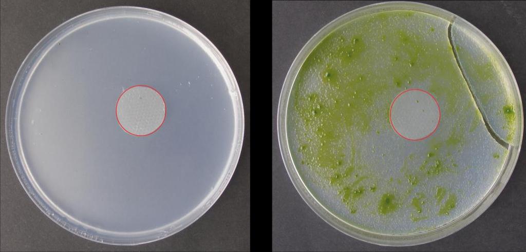 Obrázek 22: Směs plísní na živné půdě s nanovláknitou textilií se stříbrem jako biocidním doplňkem ve formě nanočástic po 1 dni (vlevo) a po 7