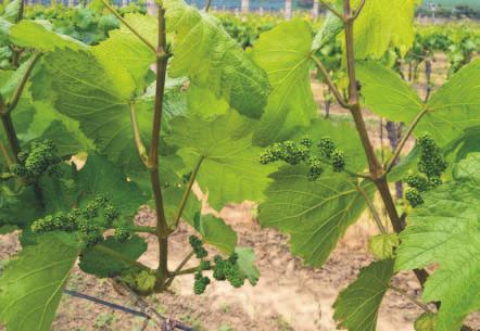 Speciálky Aktuálně Červen ve vinicích a sadech Přestože letošní jaro pro vás, pěstitele ovocných druhů a vinohradníky, nebylo vůbec příznivé a na mnoha lokalitách je poškození jarními, ale i zimními