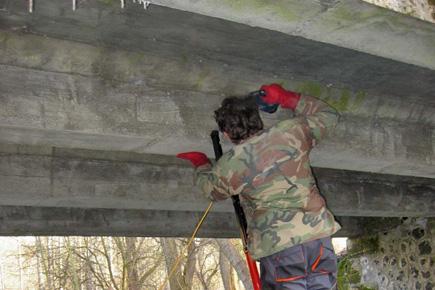 bylo ještě obnoveno hnízdiště v Děčíně nedaleko od ústí Jílovského potoka do Labe, které bylo v roce 2007 taktéž obsazeno.