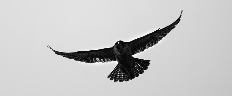 10. Výzkum a monitoring 10.1. Výzkum a monitoring živočichů Monitoring ptačí oblasti Labské pískovce V roce 2016 byly cíleně monitorovány následující druhy - sokol stěhovavý (Falco peregrinus), výr