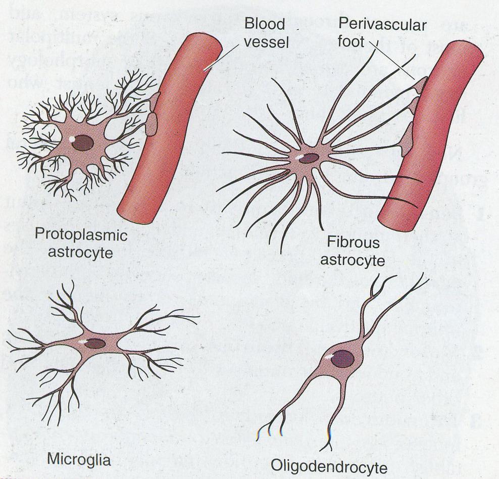 glií - na rozdíl od neuronů se dělí - rozdělení v CNS: