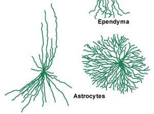 prostředí neuronů - zajišťují energetický metabolismus