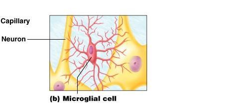 mikroorganismy (fungují jako makrofágy) -