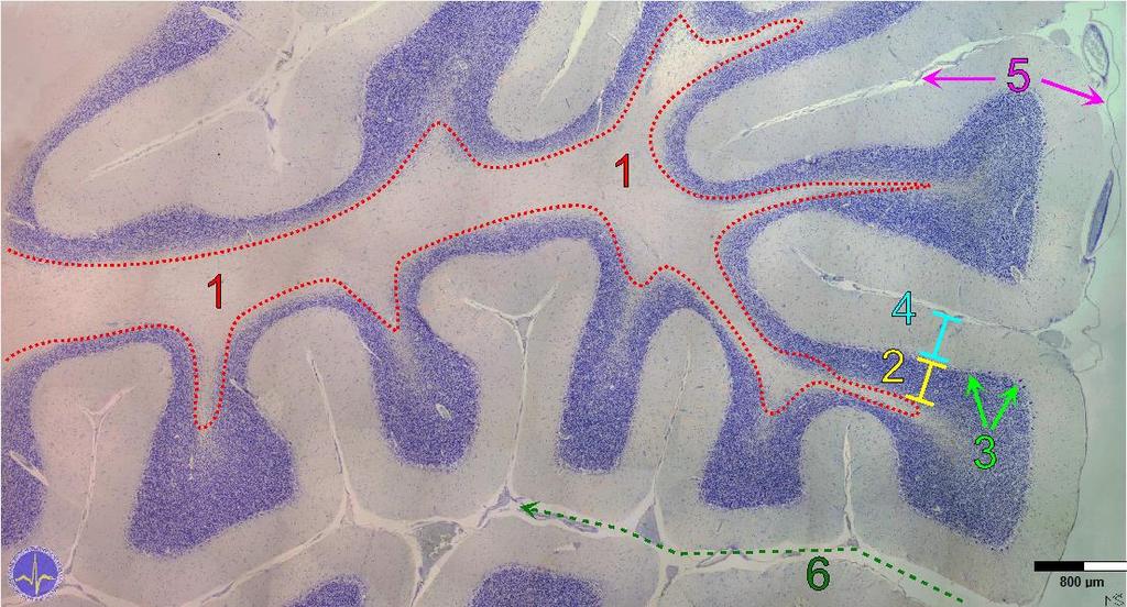 B47 cerebellum Kresyl Violet 1 bílá hmota 4 vrstva molekulární 2 vrstva