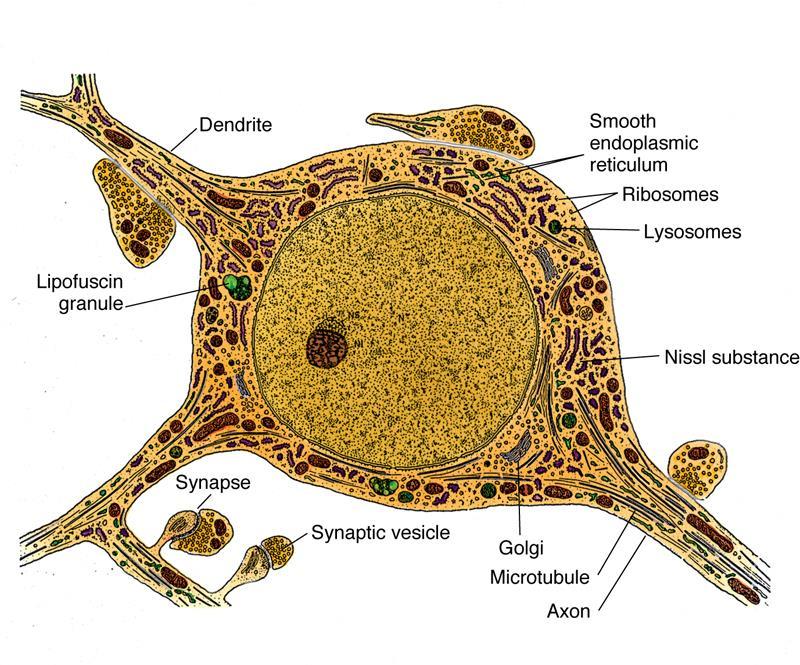 perinukleární cytoplasmu s: jeden centriol (nedělí se)