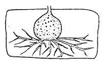 Vegetativní stélka jednobuněčná (holokarpická nebo eukarpická) s rhizoidy nebo rhizomyceliem.