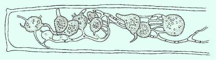 Rod Mitochytridium P.A. Dang. (1911) - Endochytriaceae Monotypický inoperkulátní rod, parazitující na desmidiálních řasách.