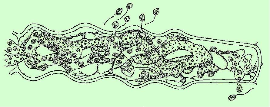 ehrenbergii zoospory mladá