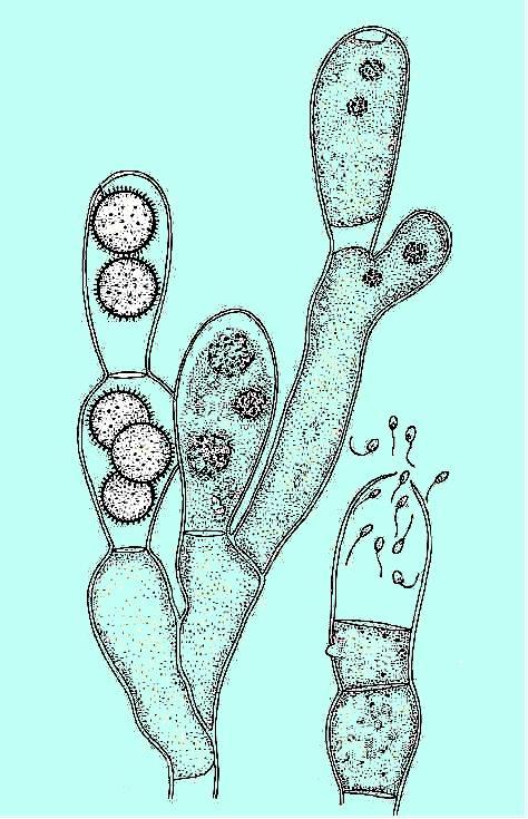 Rozella allomycis mladé zoosporangium parazitující na stélce rodu