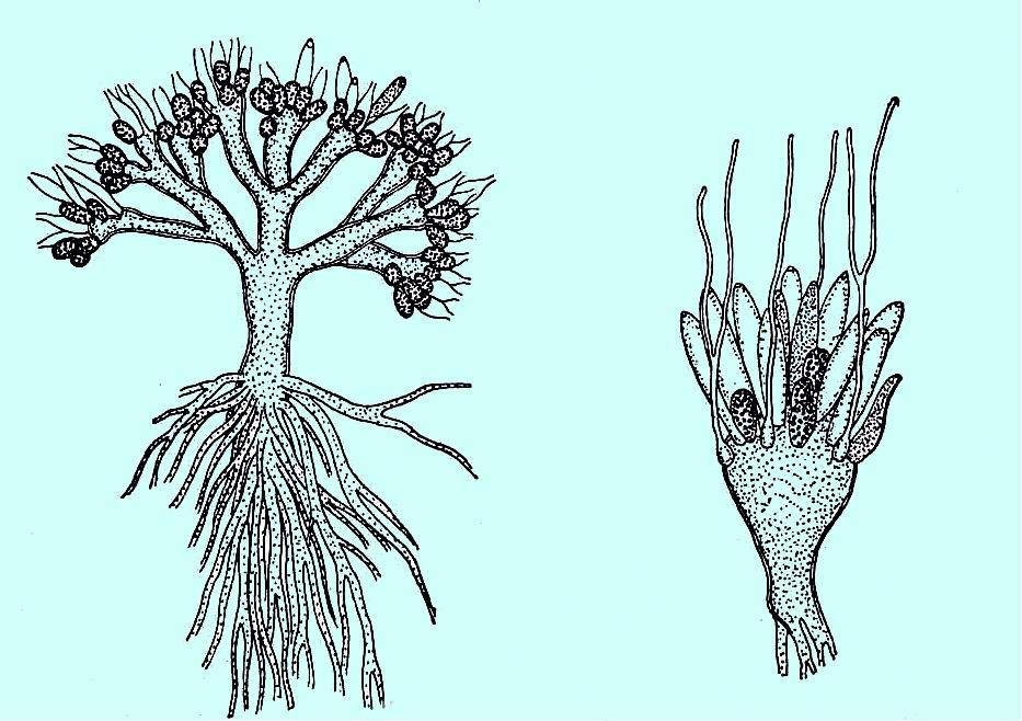 Blastocladia pringsheimii - stélka se zoosporangii,