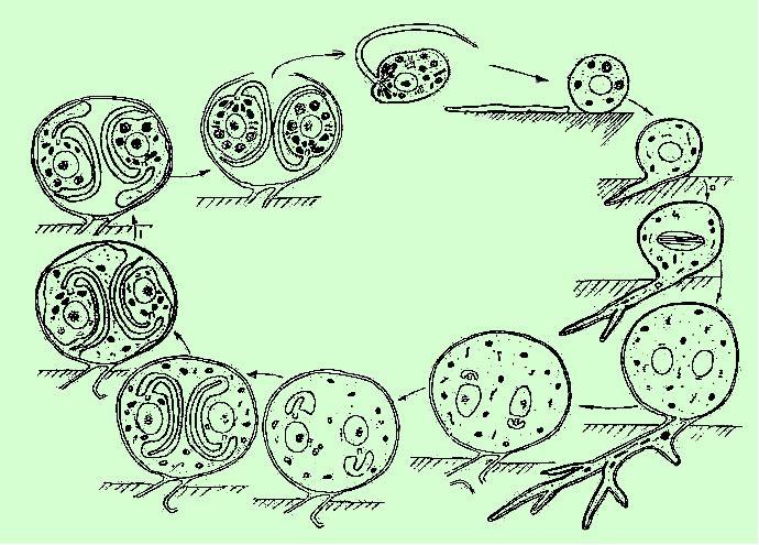 řád Neocallimastigales - modelový ţivotní cyklus uvolňování zoospor zoospora encystovaná zoospora