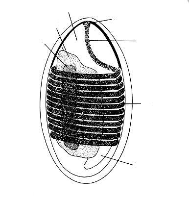 Ultrastruktura spory mikrosporidií.