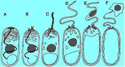Zjednodušené schema klíčení spory mikrosporidií. A iniciální stádium D - kompletní vysunutí p.