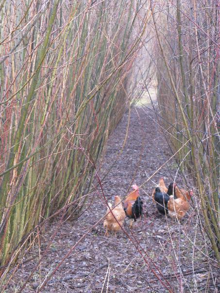 podmínky pro mnoho organismů, čímž zvyšují agro- a biodiverzitu zemědělské krajiny.