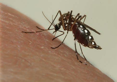 endemické i invazivní druhy komárů (foto I. Rudolf) Obr.
