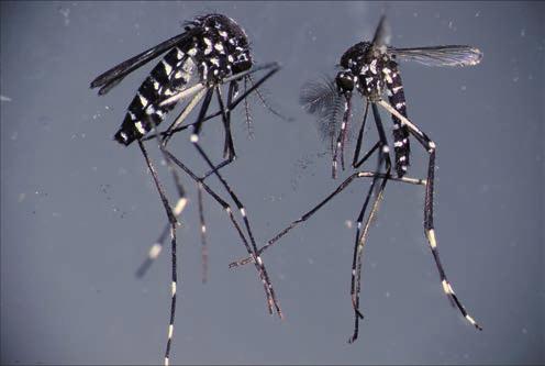 15 Invazivní druhy komárů jako potenciální riziko Aedes albopictus (= Stegomyia albopicta, Asian tiger mosquito, Forest day mosquito, komár tygrovaný) Aedes albopictus pochází z tropické jihovýchodní