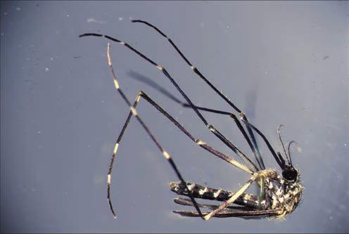 Rozmanitost života a zdraví ekosystémů 18 Obr. 16 Komár Aedes japonicus, přenašeč viru japonské encefalitidy a západonilského viru (foto H. Blažejová) převážně ve dne a ve vnějším prostředí.