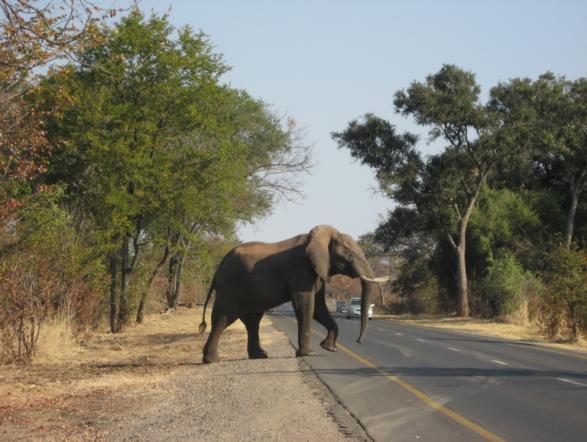 Mosi-oa-Tunya National Park Bez čeho neodletět: Pas, Očkovací průkaz (platné očkování uvnitř), Kartička pojištění, Dolary