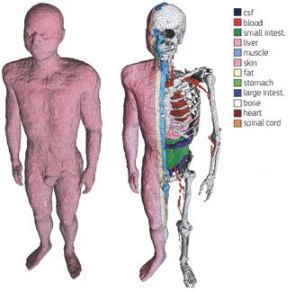122 Nezávazná příručka o osvědčených postupech pro provádění směrnice 2013/35/EU o elektromagnetických polích Díl 1 Obrázek D6 Model lidského těla: řez heterogenním modelem lidského těla zachycující