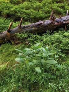 Most dlouhý 27,6 m je dnes součástí pěší zóny. Od křižovatky zahnete vpravo (Svatopetrská ul.) a půjdete stále rovně asi 700 m, až dorazíte k lanové dráze, kterou se necháte vyvést na Pláň.