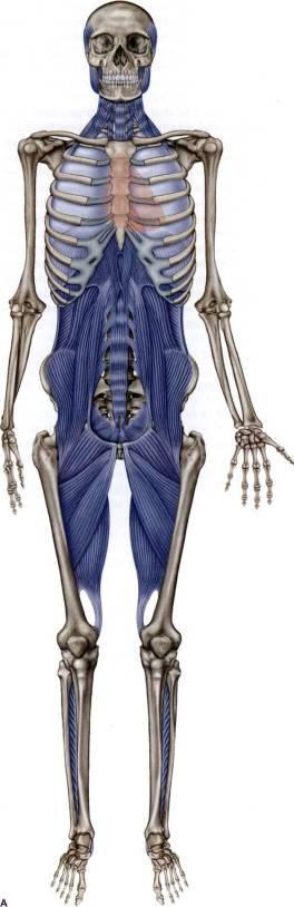 kontinuita. Prioritou zde není tedy pohyb a funkce, ale analytické vysvětlení symptomů na podkladě anatomických poznatků.