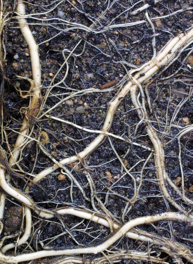 Mělké zpracování půdy poškozuje pouze svrchní část kořenového systému, to vyvolává velmi silnou regeneraci, což vede k poměrně rychlému rozšíření vytrvalých plevelů.