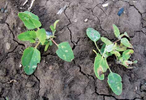Dávkování 2 l/ha + Maister 1 2 l/ha + herbicid, fungicid,