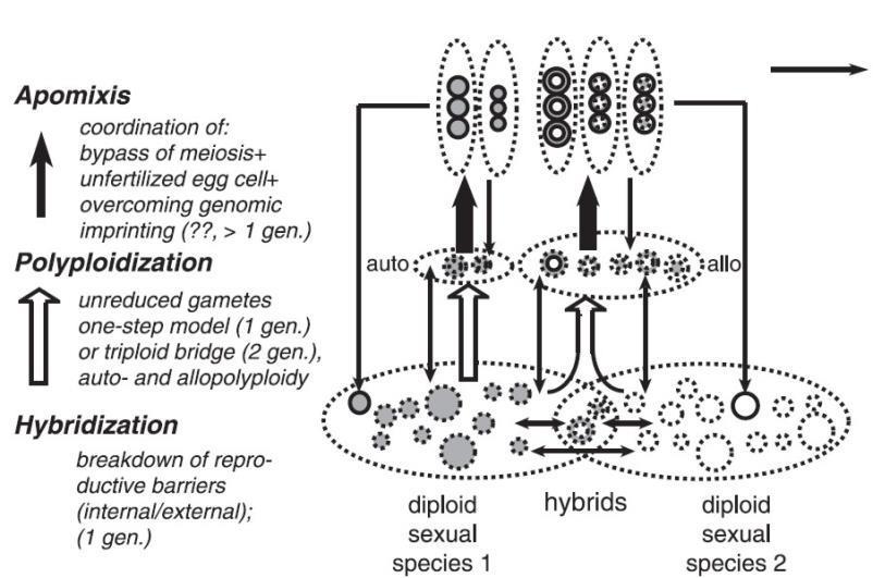 Evoluce apomixie Dominantní gen (převažující názor)