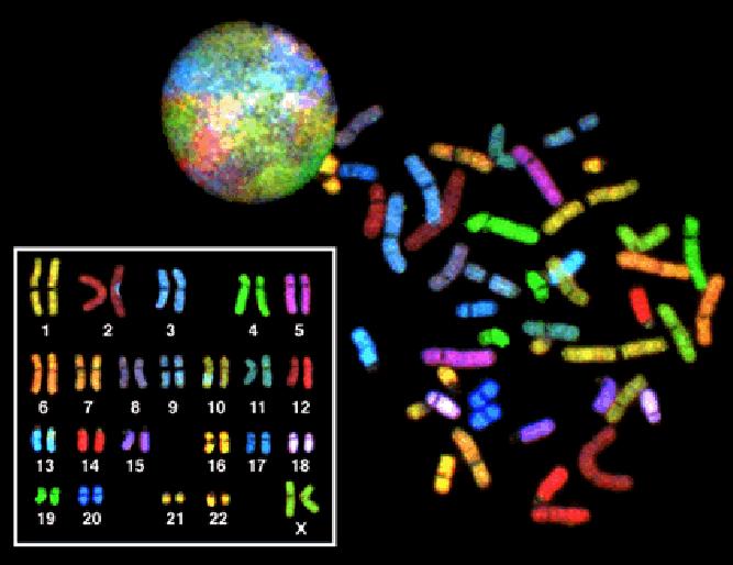Spektrální karyotypování SKY Umožňuje odhalení balancovaných a nebalancovaných ( i kryptických ) přestaveb celého genomu v jednom kroku vyvinuta v roce 1996 identifikace každého chromozómu pomocí