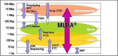 Trošku viac molekulárnej biológie - MLPA Multiplex Ligation-dependend Probe Amplification Schouten a kol.