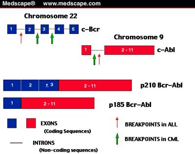 Onkogenetika Důsledky chromozómových aberací v procesu karcinogeneze; Translokace spojené se vznikem chimerického proteinu t(9;22) u CML, vzniká Ph chromozom na chromozomu 9q34 je lokalizován buněčný