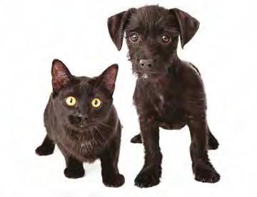 Prémiové kapsičky Pet Royal i kočky od 80 g S TRHANÝM MASEM kapsičky Wild Life i kočky různé druhy 80 g 1+1 17,90 1+1 1+1 1+1 8 90 9