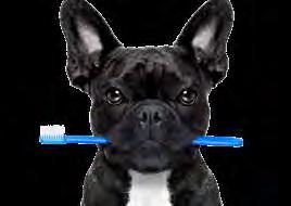 Bez důkladné péče o zuby se, u 70 % psů a koček starších 3 let, dostaví problémy se zuby. Přídavek do vody eliminuje také zápach z tlamy po 12 hodin.
