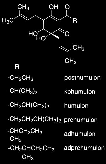 než u ostatních hořkých kyselin. [11] Isomerace za skladovacích teplot není dostatečně popsána.