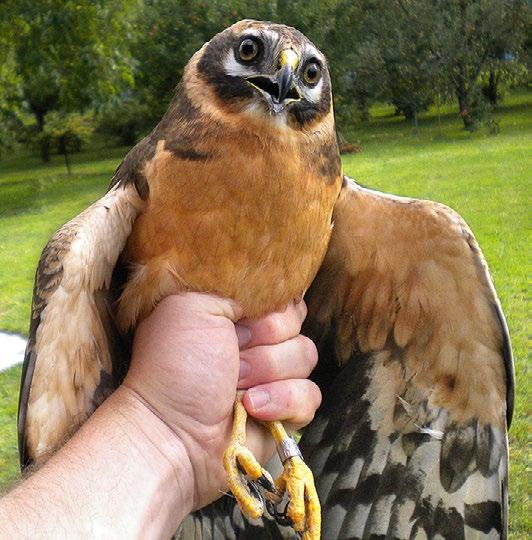 Strnad bělohlavý (Emberiza leucocephalos) je nejvzácnějším druhem, který byl v roce 2011 okroužkován. Je také jedním ze dvou druhů, které byly na našem území odchyceny poprvé.