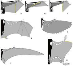 The wings of birds and their closest theropod relatives share a uniform