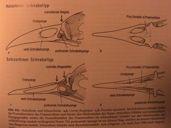 autopodia Strepsistylie