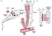 cerebrum a cerebellum, vysoká hustota neuronů,