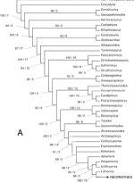 ( Neognathae((1868( (ptáci( Theropoda)( Tradiční(klasifikace:(Alexander(Wetmor(1930( ( kanonické(uspořádání(řádů((srv.