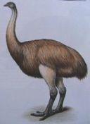 +Dinornithodae) )moa((nzel(12(spp.((poslední( ještě(v(16(stol.