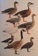 AnseranaGdae:)MagpieMGoose)P.L.