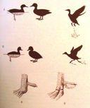 AnaGdae:)Ducks,)Geese,)Swans)Leach,)1820)